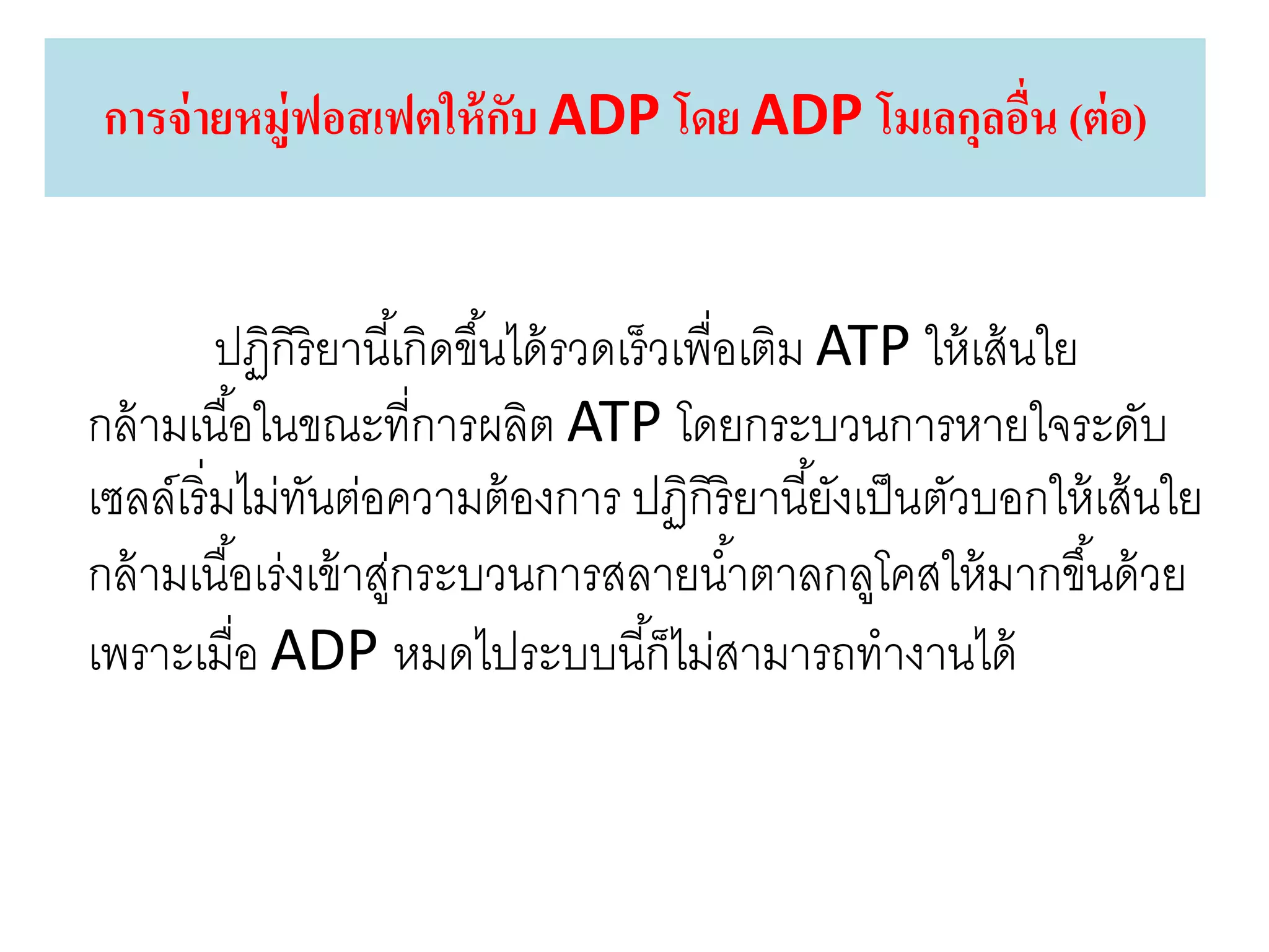 ปฏิกิริยานี้เกิดขึ้นได้รวดเร็วเพื่อเติม ATP ให้เส้นใย
กล้ามเนื้อในขณะที่การผลิต ATP โดยกระบวนการหายใจระดับ
เซลล์เริ่มไม่ทันต่อความต้องการ ปฏิกิริยานี้ยังเป็นตัวบอกให้เส้นใย
กล้ามเนื้อเร่งเข้าสู่กระบวนการสลายน้าตาลกลูโคสให้มากขึ้นด้วย
เพราะเมื่อ ADP หมดไประบบนี้ก็ไม่สามารถทางานได้
การจ่ายหมู่ฟอสเฟตให้กับ ADP โดย ADP โมเลกุลอื่น (ต่อ)
 