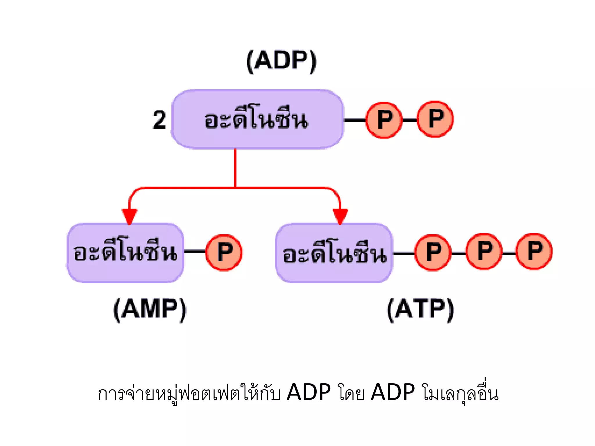 การจ่ายหมู่ฟอตเฟตให้กับ ADP โดย ADP โมเลกุลอื่น
 
