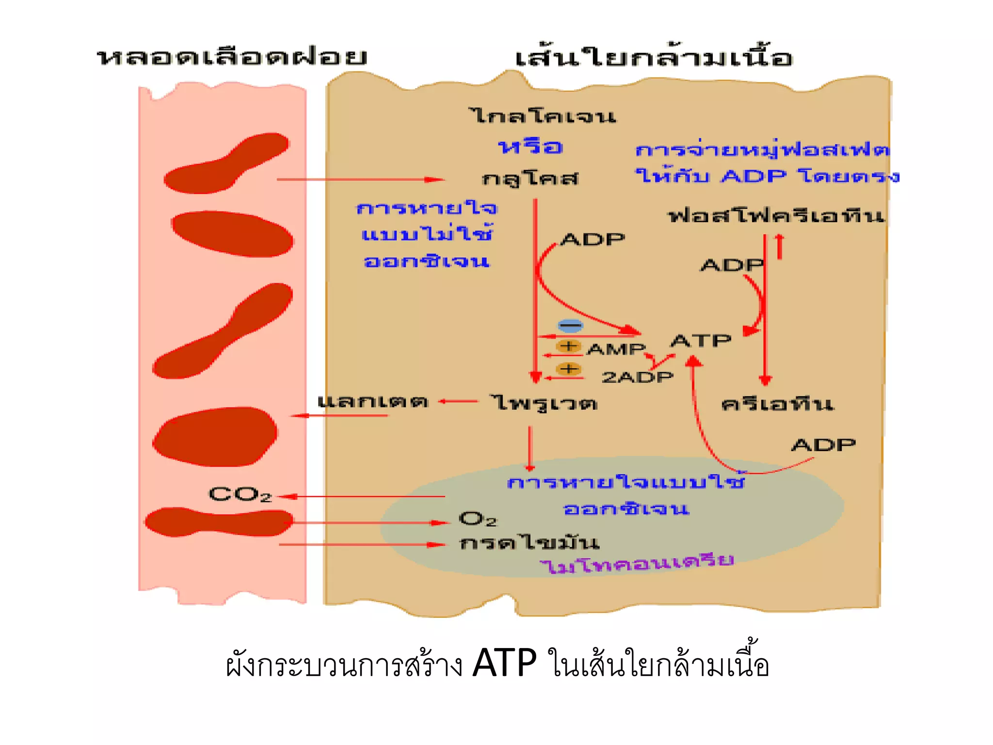 ผังกระบวนการสร้าง ATP ในเส้นใยกล้ามเนื้อ
 