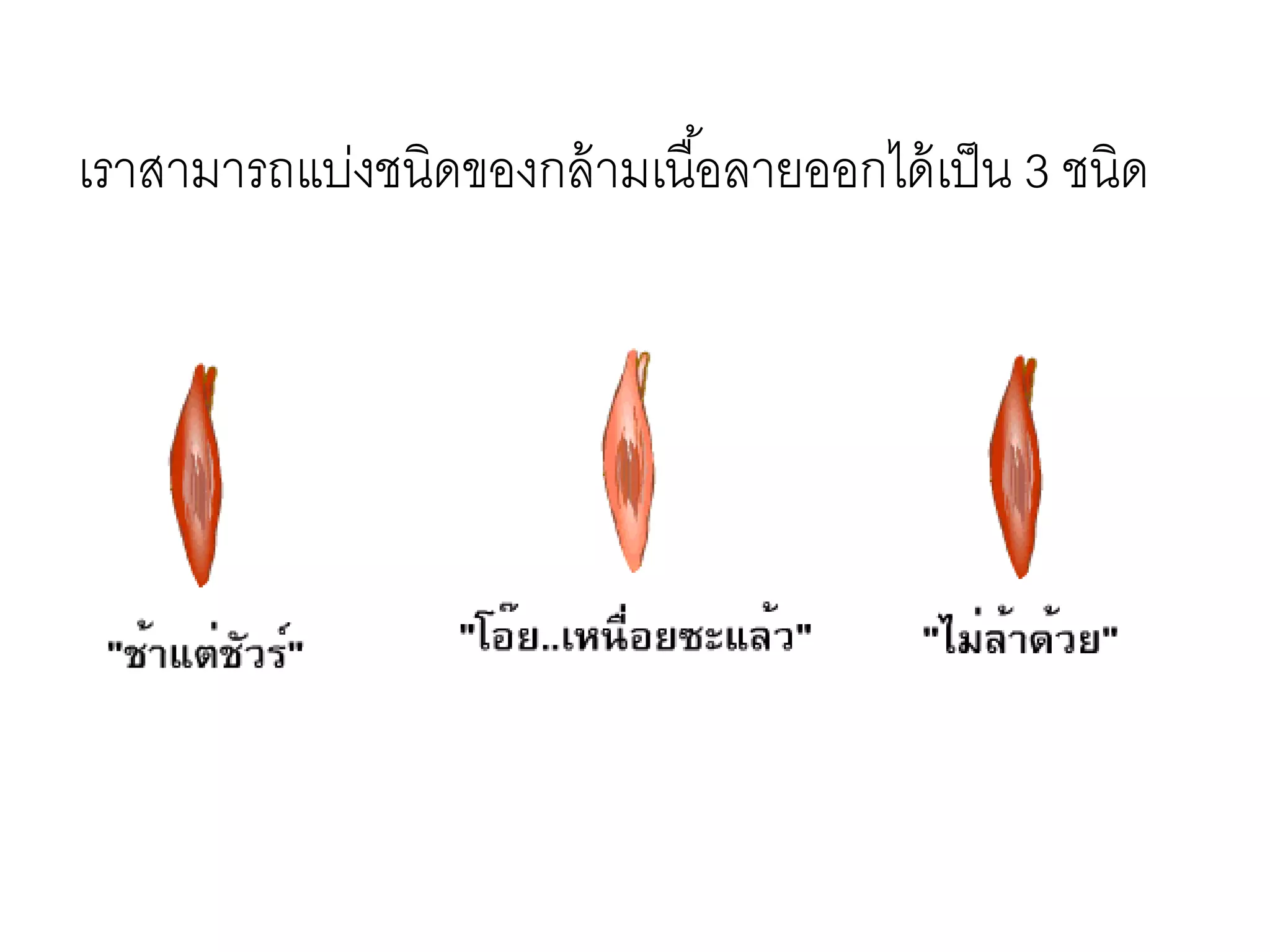 เราสามารถแบ่งชนิดของกล้ามเนื้อลายออกได้เป็น 3 ชนิด
 