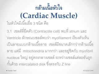 กล้ามเนื้อหัวใจ
(Cardiac Muscle)
ในหัวใจมีเนื้อเยื่อ 3 ชนิด คือ
3.1 เซลล์ที่ยืดตัว (Contractile cell) พบที่ atrium และ
Ventricle ลักษณะเซลล์พบว่า myofilament เรียงตัวเห็น
เป็นลายแบบกล้ามเนื้อลาย เซลล์มีขนาดเล็กกว่ากล้ามเนื้อ
ลาย แต่มี mitochondria มากกว่า และอยู่ชิดกับ myofibril
nucleus ใหญ่ อยู่ตรงกลางเซลล์ ระหว่างเซลล์แต่ละอันถูก
กั้นด้วย intercalated disk ซึ่งตรงกับ Z line
9/16/2013Footer Text 1
 