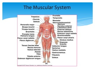 The Muscular System
 