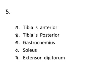 5.
ก. Tibia is anterior
ข. Tibia is Posterior
ค. Gastrocnemius
ง. Soleus
จ. Extensor digitorum
 