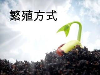 繁殖方式
 