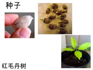 植物的繁殖方式
