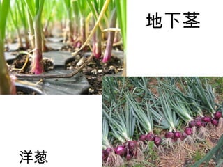 植物的繁殖方式