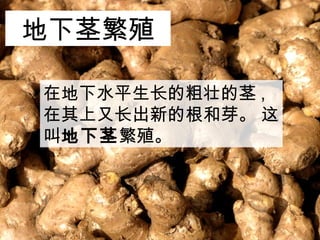 在地下水平生长的粗壮的茎 ,
在其上又长出新的根和芽。 这
叫地下茎繁殖。
地下茎繁殖
 
