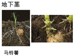 地下茎
马铃薯
 