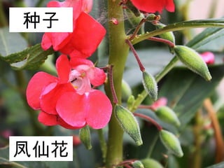 种子
凤仙花
 