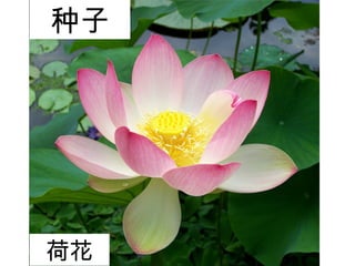 种子
荷花
 