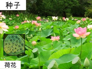 种子
荷花
 