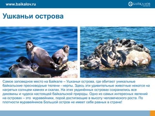Ушканьи острова
Самое заповедное место на Байкале – Ушканьи острова, где обитают уникальные
байкальские пресноводные тюлени - нерпы. Здесь эти удивительные животные нежатся на
нагретых солнцем камнях и скалах. На этих уединѐнных островах сохранились все
диковины и чудеса настоящей байкальской природы. Одно из самых интересных явлений
на островах – это муравейники, порой достигающие в высоту человеческого роста. По
плотности муравейников Большой остров не имеет себе равных в стране!
www.baikalov.ru
 
