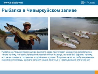 Рыбалка в Чивыркуйском заливе
www.baikalov.ru
Рыбалка на Чивыркуйском заливе великого озера притягивает множество любителей не
только потому, что здесь прекрасно ловится ленок и хариус, но главным образом потому,
что залив славится огромными трофейными щуками. Азартная охота на рыбу в окружении
живописной природы Байкала оставит самые приятные и незабываемые впечатления!
 
