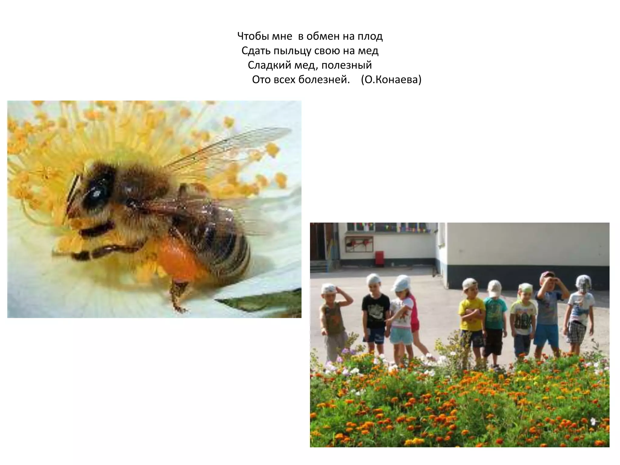 Чтобы мне в обмен на плод
Сдать пыльцу свою на мед
Сладкий мед, полезный
Ото всех болезней. (О.Конаева)
 