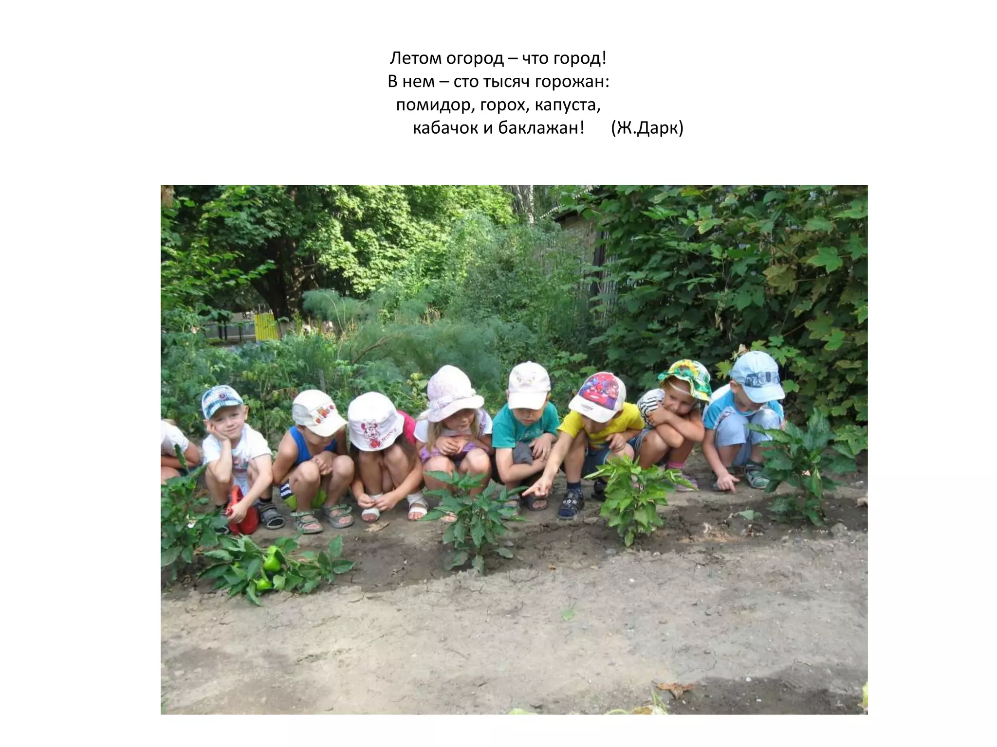 Летом огород – что город!
В нем – сто тысяч горожан:
помидор, горох, капуста,
кабачок и баклажан! (Ж.Дарк)
 