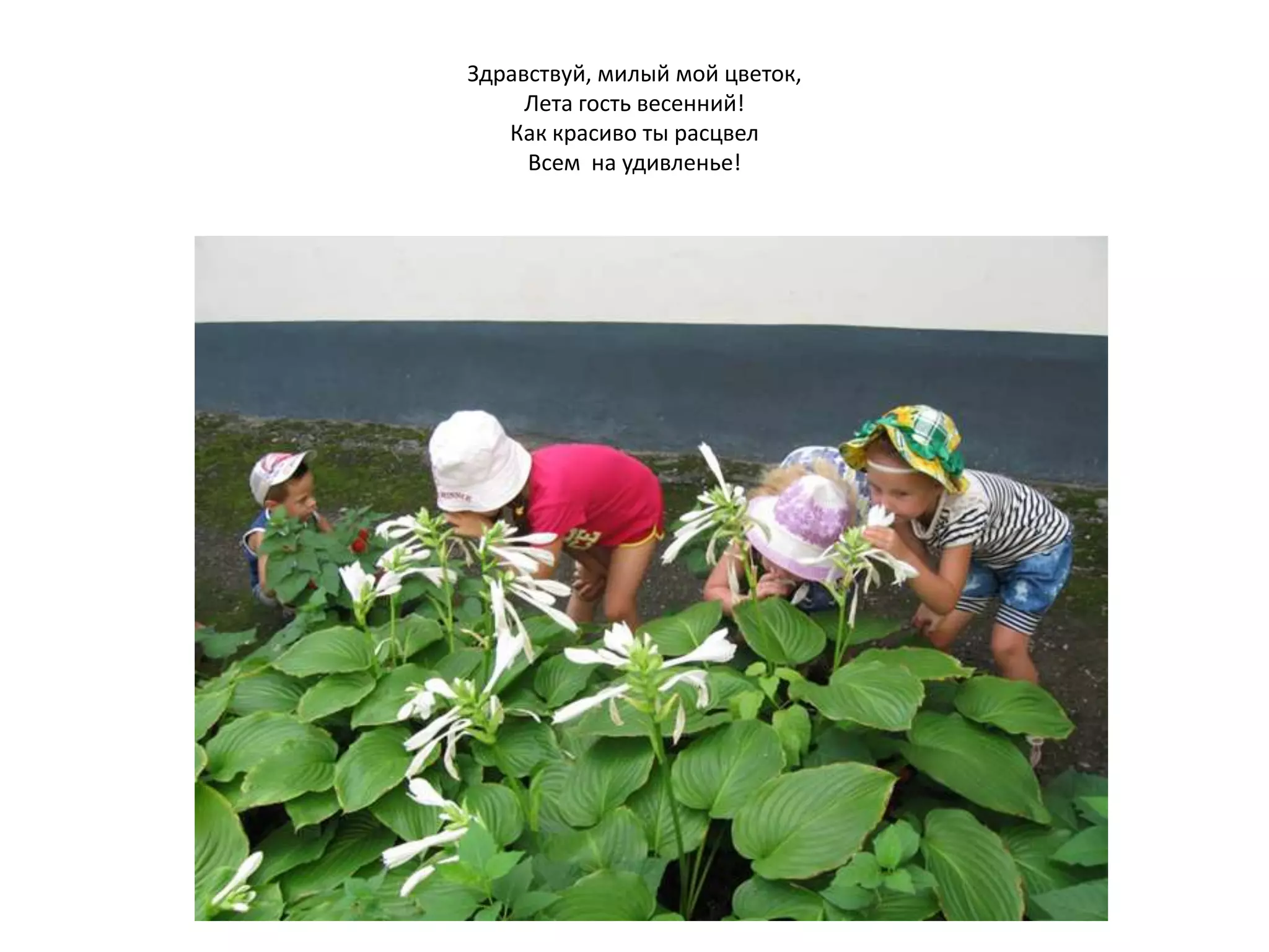 Здравствуй, милый мой цветок,
Лета гость весенний!
Как красиво ты расцвел
Всем на удивленье!
 
