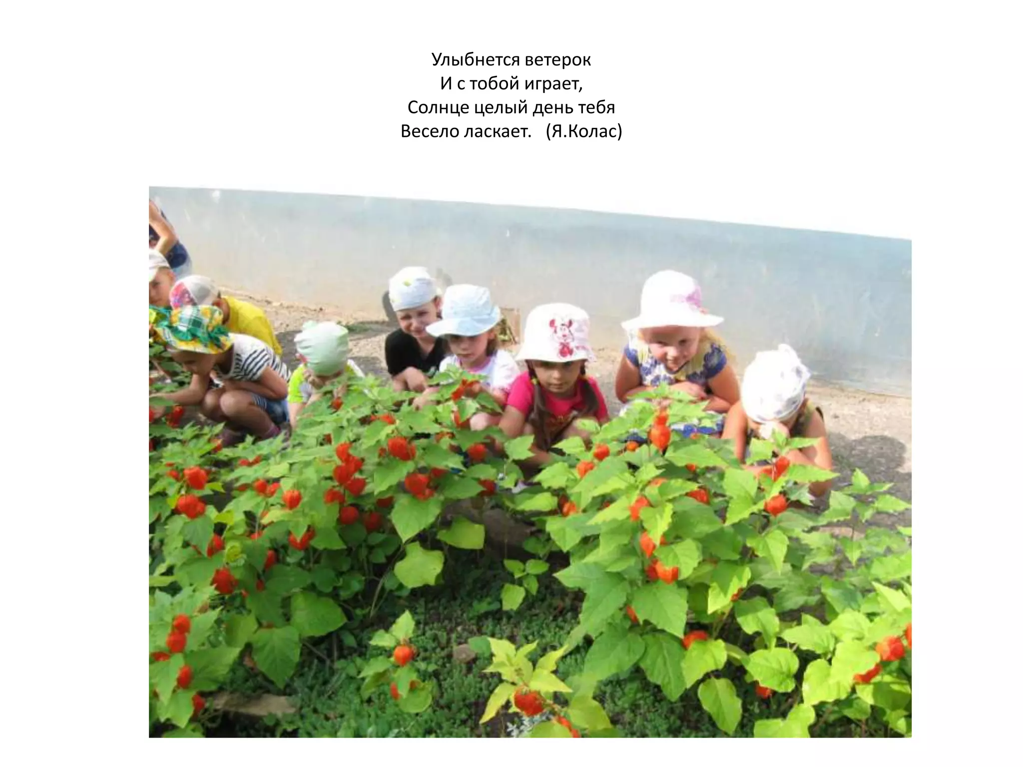 Улыбнется ветерок
И с тобой играет,
Солнце целый день тебя
Весело ласкает. (Я.Колас)
 