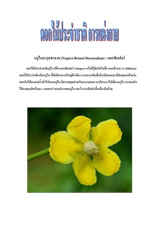 บรูไนดารุสซาลาม (Negara Brunei Darussalam) : ดอกซิมปอร์
ดอกไม้ประจ่าชาติบรูไน ก็คือ ดอกซิมปอร์ (Simpor) หรือที่รู้จักกันในชื่อ ดอกส้านชะวา (Dillenia)
ดอกไม้ประจ่าท้องถิ่นบรูไน ที่มีกลีบขนาดใหญ่สีเหลือง หากบานเต็มที่แล้วกลีบดอกจะมีลักษณะคล้ายร่ม
พบเห็นได้ตามแม่น้่าทั่วไปของบรูไน มีสรรพคุณช่วยรักษาบาดแผล หากใครแวะไปเยือนบรูไน จะพบเห็น
ได้จากธนบัตรใบละ 1 ดอลลาร์ ของประเทศบรูไน และในงานศิลปะพื้นเมืองอีกด้วย
 