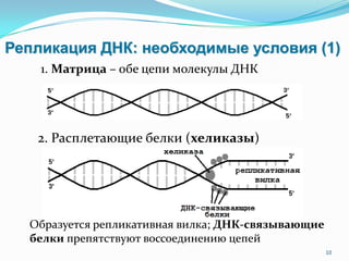 Репликация ДНК: необходимые условия (1)
1. Матрица – обе цепи молекулы ДНК
10
2. Расплетающие белки (хеликазы)
Образуется репликативная вилка; ДНК-связывающие
белки препятствуют воссоединению цепей
 