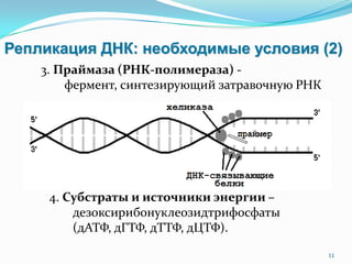 Репликация ДНК: необходимые условия (2)
3. Праймаза (РНК-полимераза) -
фермент, синтезирующий затравочную РНК
11
4. Субстраты и источники энергии –
дезоксирибонуклеозидтрифосфаты
(дАТФ, дГТФ, дТТФ, дЦТФ).
 