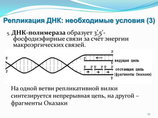 Репликация ДНК: необходимые условия (3)
5. ДНК-полимераза образует 3’,5’-
фосфодиэфирные связи за счёт энергии
макроэргических связей.
12
На одной ветви репликативной вилки
синтезируется непрерывная цепь, на другой –
фрагменты Оказаки
 