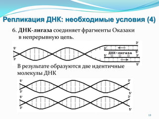 Репликация ДНК: необходимые условия (4)
6. ДНК-лигаза соединяет фрагменты Оказаки
в непрерывную цепь.
13
В результате образуются две идентичные
молекулы ДНК
 