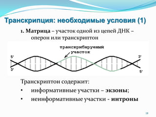 Транскрипция: необходимые условия (1)
1. Матрица – участок одной из цепей ДНК –
оперон или транскриптон
18
Транскриптон содержит:
• информативные участки – экзоны;
• неинформативные участки - интроны
 