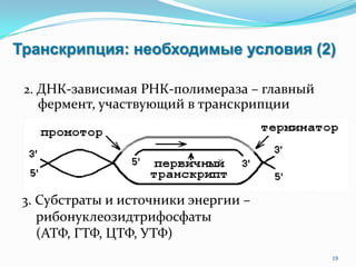 Транскрипция: необходимые условия (2)
2. ДНК-зависимая РНК-полимераза – главный
фермент, участвующий в транскрипции
19
3. Субстраты и источники энергии –
рибонуклеозидтрифосфаты
(АТФ, ГТФ, ЦТФ, УТФ)
 