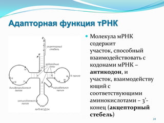 Адапторная функция тРНК
 Молекула мРНК
содержит
участок, способный
взаимодействовать с
кодонами мРНК –
антикодон, и
участок, взаимодейству
ющий с
соответствующими
аминокислотами – 3’-
конец (акцепторный
стебель)
24
 