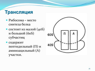 Трансляция
 Рибосома – место
синтеза белка
 состоит из малой (40S)
и большой (60S)
субчастиц
 содержит
пептидильный (П) и
аминоацильный (А)
участки.
26
 
