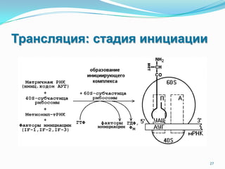 Трансляция: стадия инициации
27
 