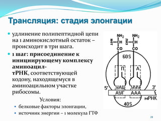 Трансляция: стадия элонгации
 удлинение полипептидной цепи
на 1 аминокислотный остаток –
происходит в три шага.
 1 шаг: присоединение к
инициирующему комплексу
аминоацил-
тРНК, соответствующей
кодону, находящемуся в
аминоацильном участке
рибосомы.
Условия:
 белковые факторы элонгации,
 источник энергии – 1 молекула ГТФ
28
 