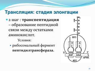 Трансляция: стадия элонгации
 2 шаг : транспептидация
– образование пептидной
связи между остатками
аминокислот.
Условия:
 рибосомальный фермент
пептидилтрансфераза.
29
 
