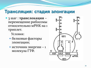 Трансляция: стадия элонгации
 3 шаг : транслокация –
перемещение рибосомы
относительно мРНК на 1
триплет.
Условия:
 белковые факторы
элонгации;
 источник энергии – 1
молекула ГТФ.
30
 