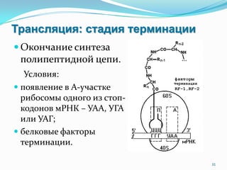 Трансляция: стадия терминации
 Окончание синтеза
полипептидной цепи.
Условия:
 появление в А-участке
рибосомы одного из стоп-
кодонов мРНК – УАА, УГА
или УАГ;
 белковые факторы
терминации.
31
 