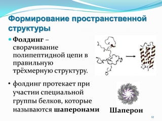 Формирование пространственной
структуры
 Фолдинг –
сворачивание
полипептидной цепи в
правильную
трёхмерную структуру.
32
Шаперон
• фолдинг протекает при
участии специальной
группы белков, которые
называются шаперонами
 