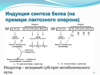 Индукция синтеза белка (на
примере лактозного оперона)
35
Индуктор – исходный субстрат метаболического
пути.
 