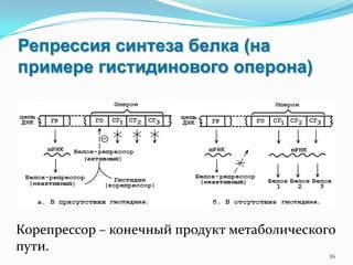 Репрессия синтеза белка (на
примере гистидинового оперона)
36
Корепрессор – конечный продукт метаболического
пути.
 