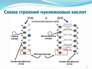 Схема строения нуклеиновых кислот
4
 
