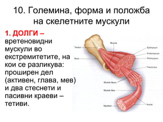 10. Големина, форма и положба
на скелетните мускули
1. ДОЛГИ –
вретеновидни
мускули во
екстремитетите, на
кои се разликува:
проширен дел
(активен, глава, мев)
и два стеснети и
пасивни краеви –
тетиви.
 