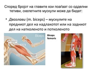Според бројот на главите кои поаѓаат со одделни
тетиви, скелетните мускули може да бидат:
• Двоглави (m. biceps) – мускулите на
предниот дел на надлакотот или на задниот
дел на натколеното и потколеното
 