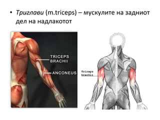 • Триглави (m.triceps) – мускулите на задниот
дел на надлакотот
 