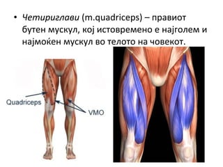 • Четириглави (m.quadriceps) – правиот
бутен мускул, кој истовремено е најголем и
најмоќен мускул во телото на човекот.
 