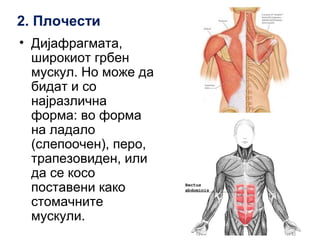 2. Плочести
• Дијафрагмата,
широкиот грбен
мускул. Но може да
бидат и со
најразлична
форма: во форма
на ладало
(слепоочен), перо,
трапезовиден, или
да се косо
поставени како
стомачните
мускули.
 