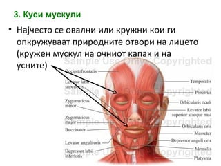 3. Куси мускули
• Најчесто се овални или кружни кои ги
опкружуваат природните отвори на лицето
(кружен мускул на очниот капак и на
усните)
 
