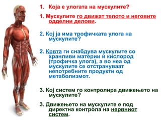 1. Која е улогата на мускулите?
1. Мускулите го движат телото и неговите
одделни делови.
2. Кој ја има трофичката улога на
мускулите?
2. Крвта ги снабдува мускулите со
хранливи материи и кислород
(трофичка улога), а во неа од
мускулите се отстрануваат
непотребните продукти од
метаболизмот.
3. Кој систем го контролира движењето на
мускулите?
3. Движењето на мускулите е под
директна контрола на нервниот
систем.
 