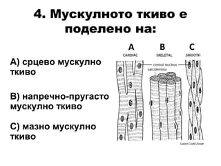 4. Мускулното ткиво е
поделено на:
А) срцево мускулно
ткиво
В) напречно-пругасто
мускулно ткиво
С) мазно мускулно
ткиво
А В С
 