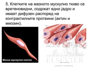 5. Клетките на мазното мускулно ткиво се
вретеновидни, содржат едно јадро и
имаат дифузен распоред на
контрактилните протеини (актин и
миозин).
Мазна мускулна клетка
 