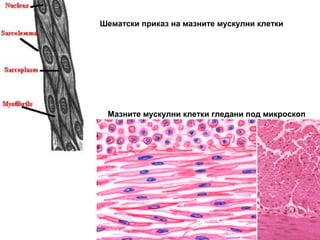 Шематски приказ на мазните мускулни клетки
Мазните мускулни клетки гледани под микроскоп
 