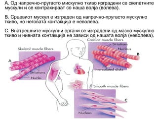 А. Од напречно-пругасто мискулно ткиво изградени се скелетните
мускули и се контрахираат со наша волја (волева).
В. Срцевиот мускул е изграден од напречно-пругасто мускулно
ткиво, но неговата контакција е неволева.
С. Внатрешните мускулни органи се изградени од мазно мускулно
ткиво и нивната контакција не зависи од нашата волја (неволева).
 